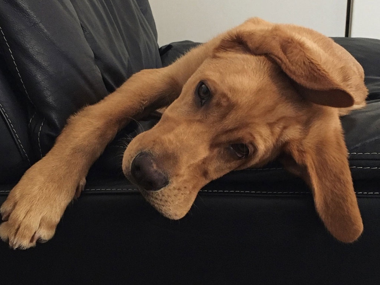 dolore animali terapie dolci