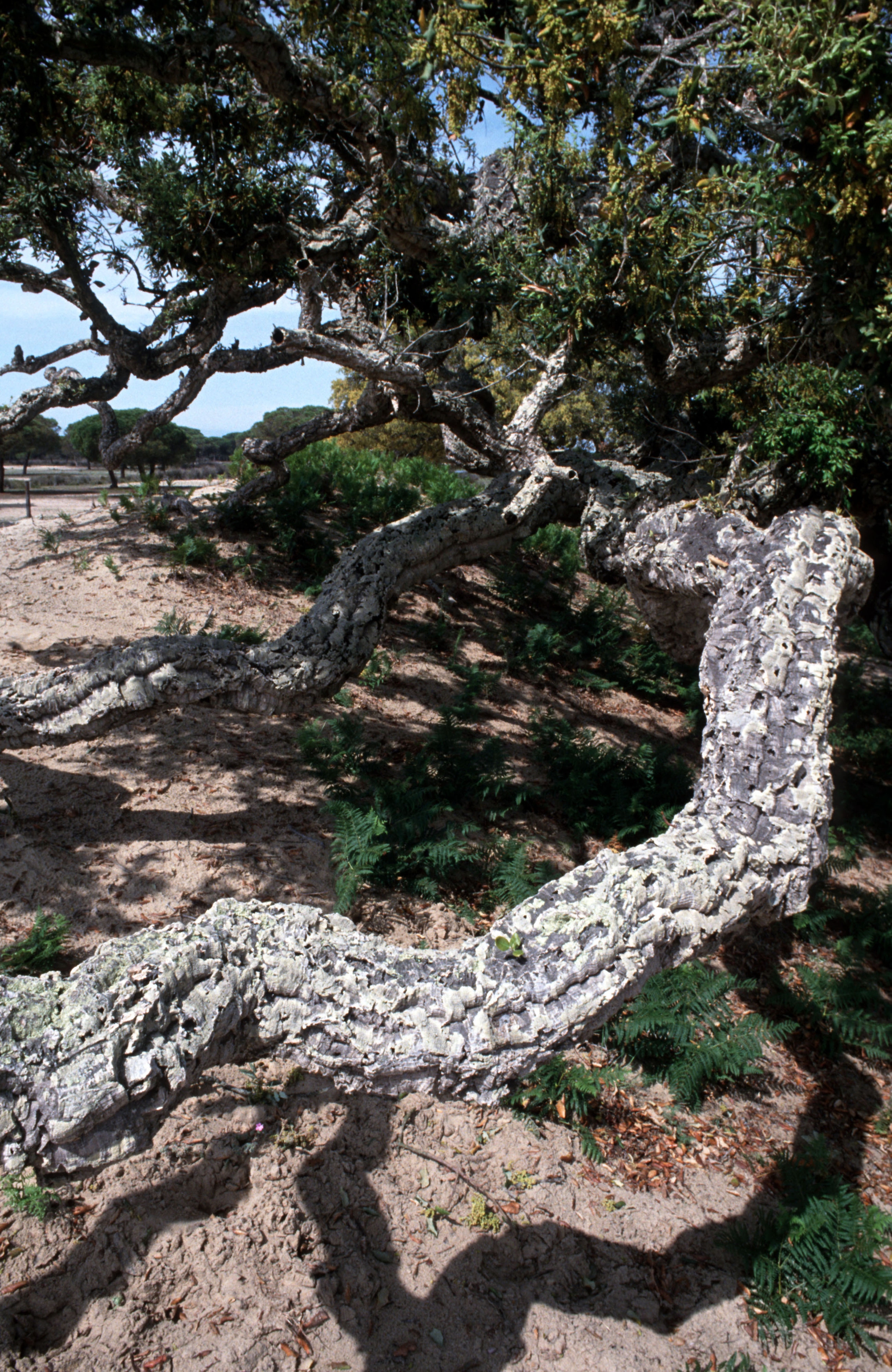 Wwf Patrimonio Mondiale6