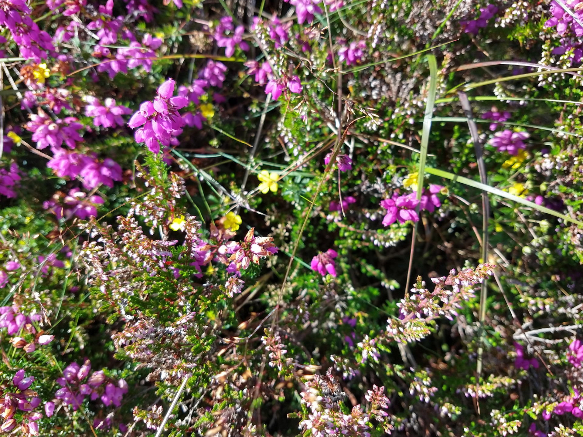 Wildlife Surveys in the Mournes