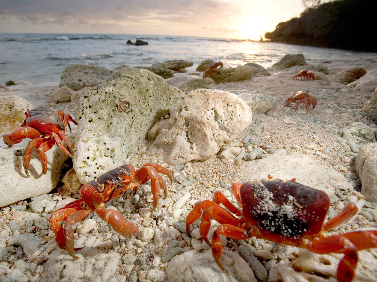 The strange ritual migration of 50 million red crabs on Christmas ...