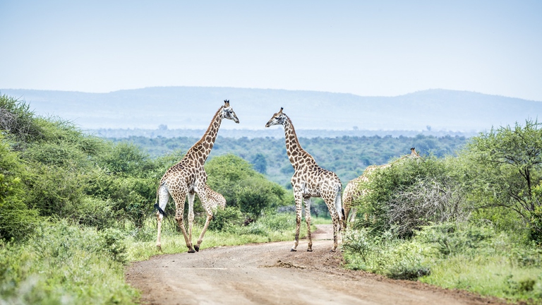 Due giraffe nel parco nazionale sudafricano di Kruger