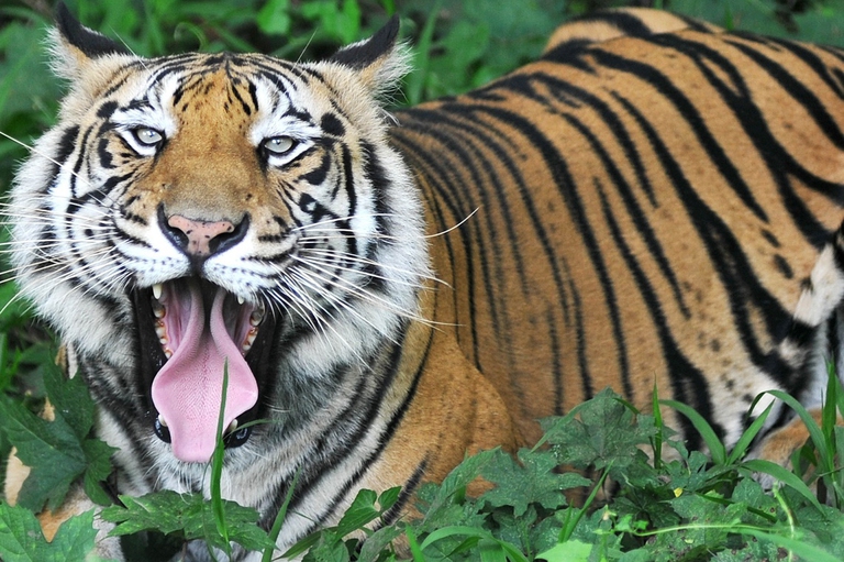 Tigre del Bengala in Indonesia
