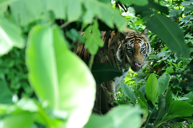 Tigre del Bengala in Indonesia