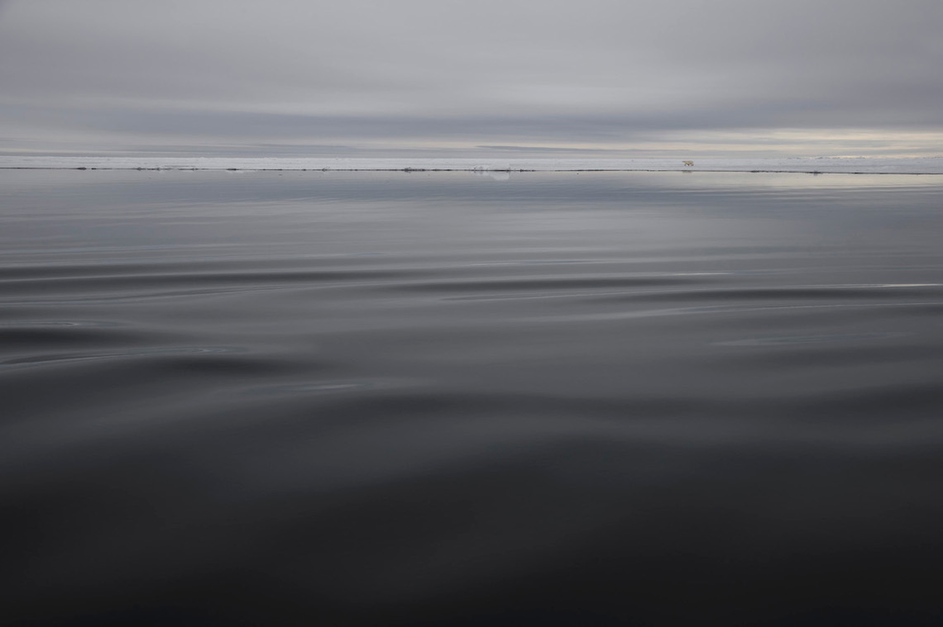 10_Vincent Munier Orso polare, Svalbard 2014