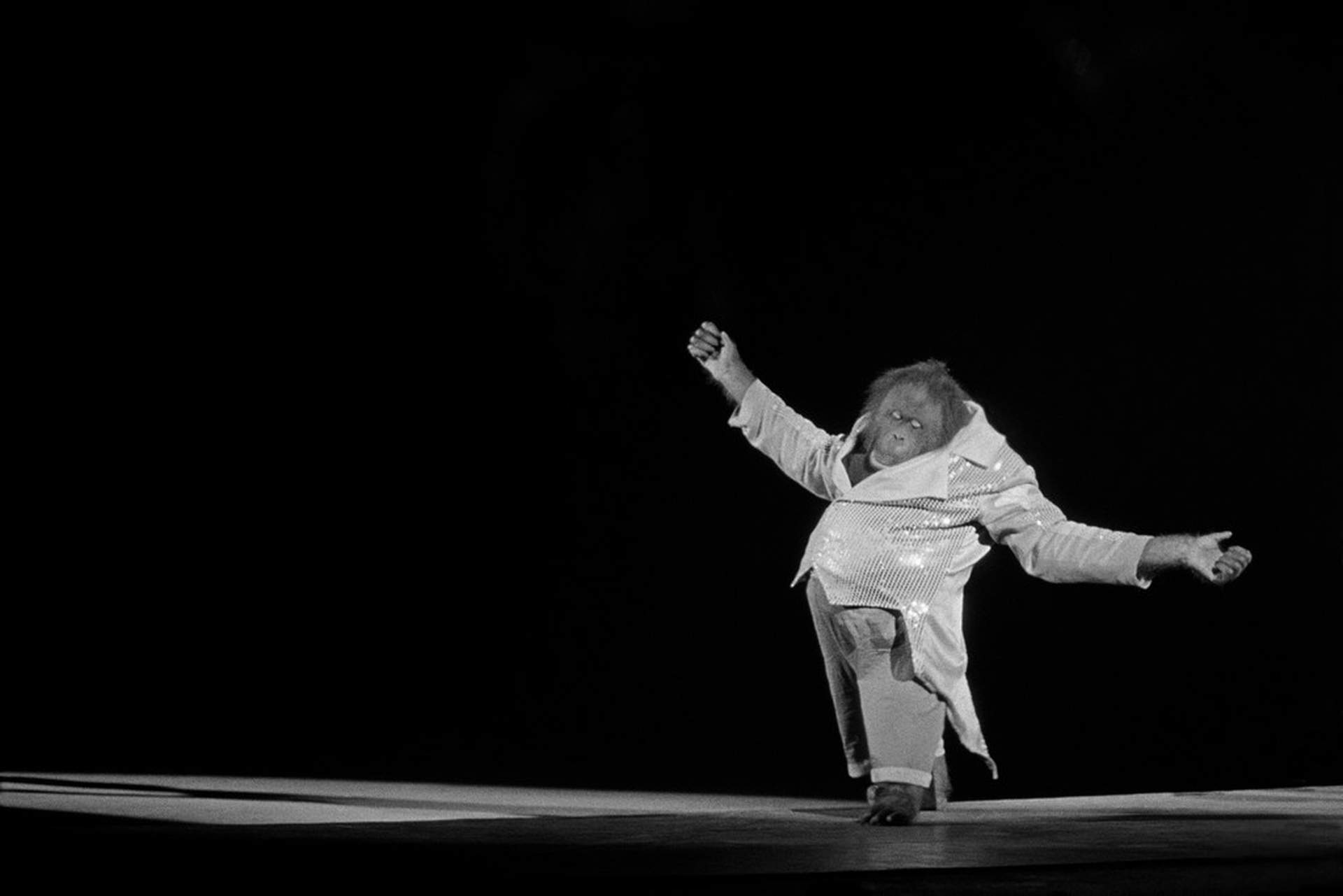 Orango da circo – Photographers against wildlife crime