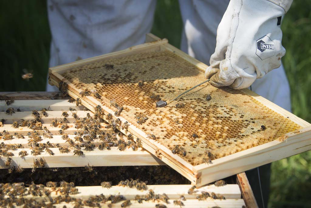 Wolfgang Buttress, making live music with the sounds of bees - LifeGate