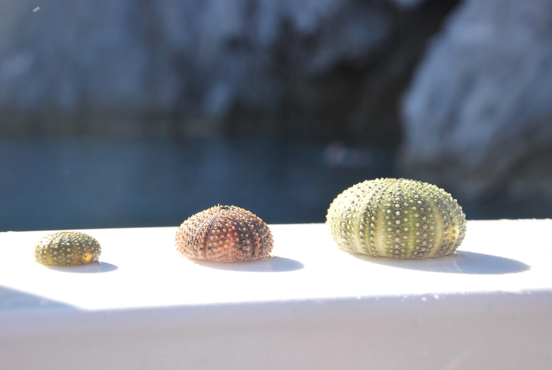 Conchiglie dal Santino