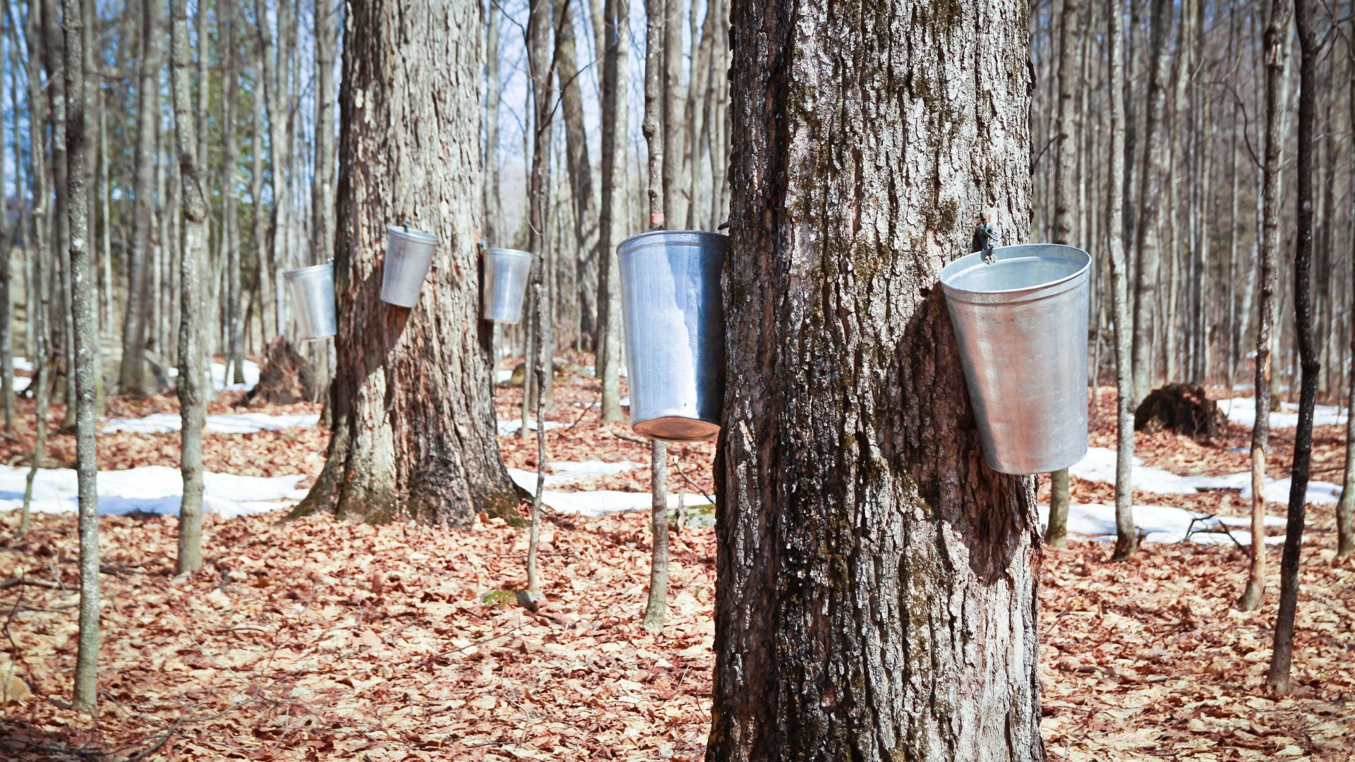 estrazione sciroppo d'acero