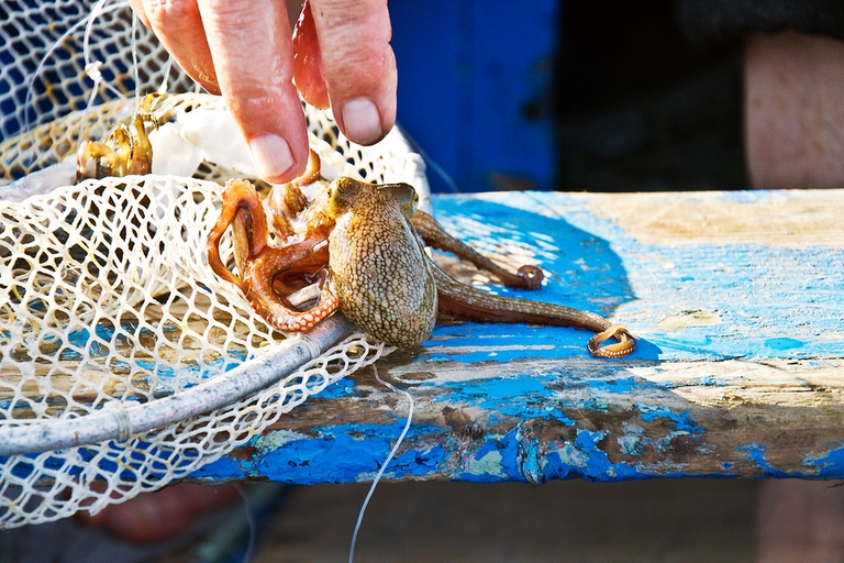 polpo pesca
