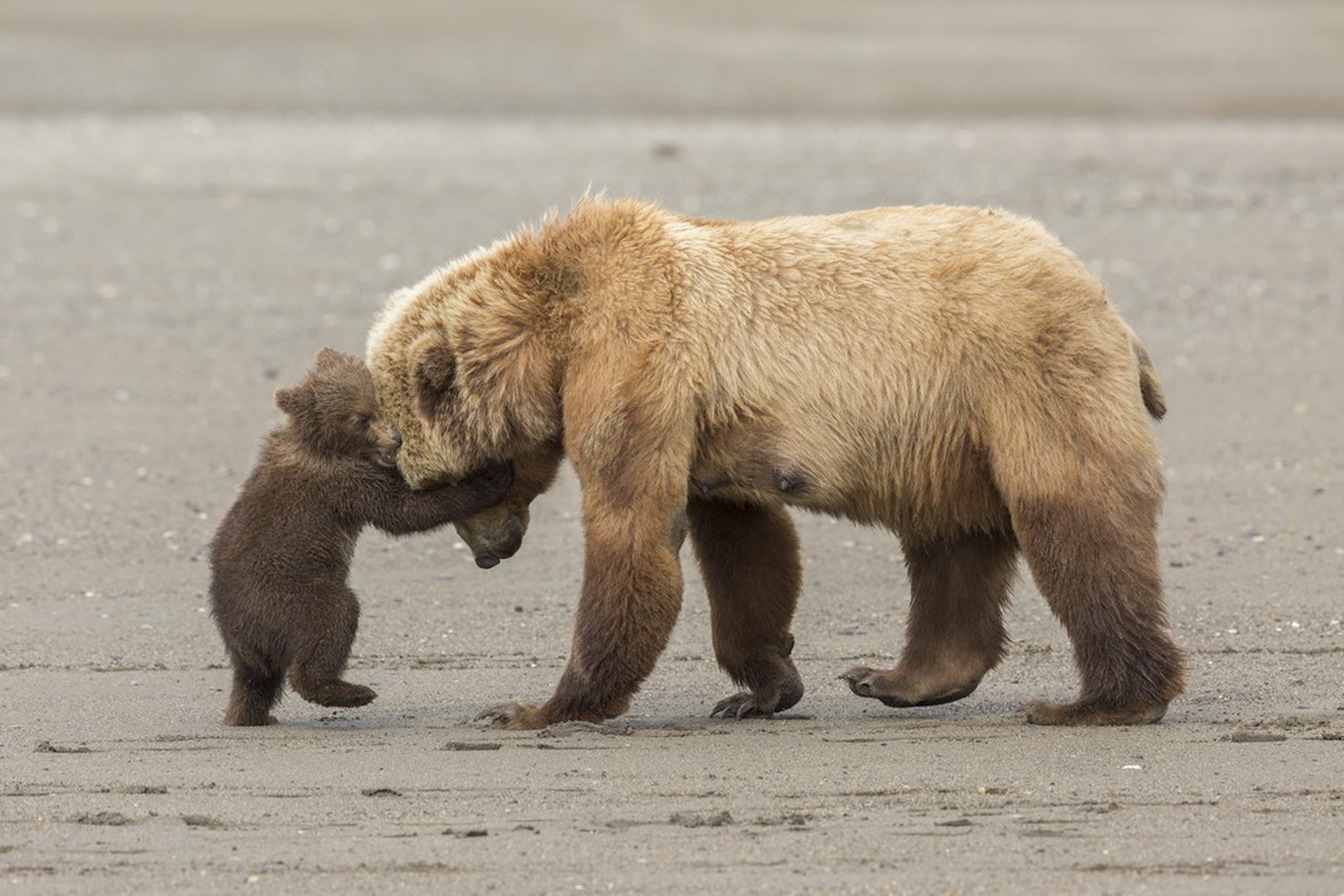 Bear hug © Ashleigh Scully/Wildlife Photographer of the Year
