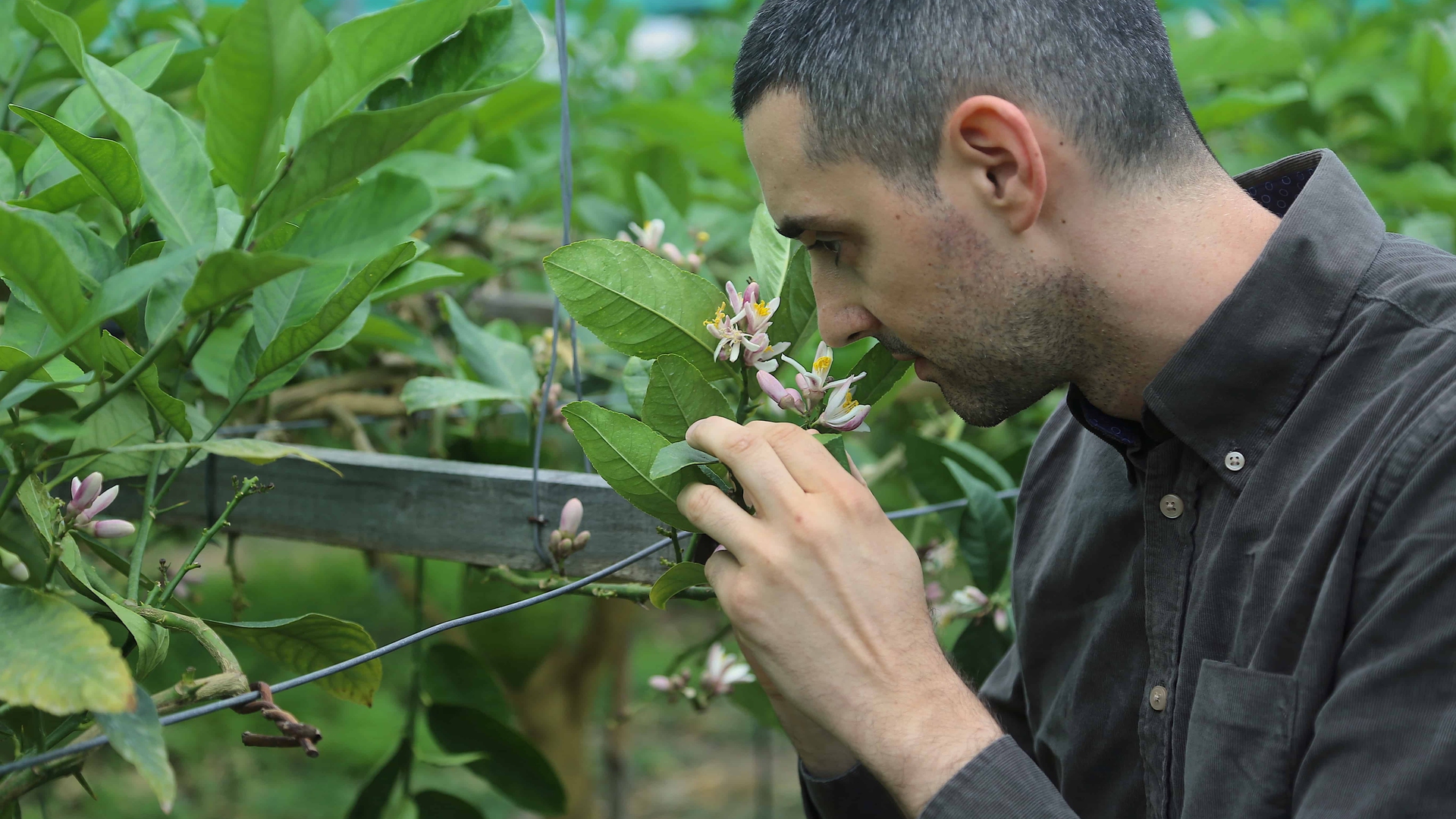 Edoardo odora i fiori di cedro