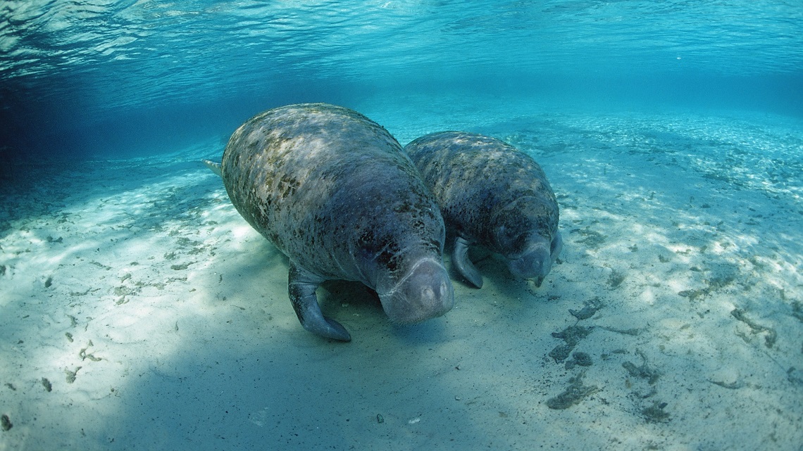 Lamantini E Dugonghi Le Sirene Leggendarie Lifegate