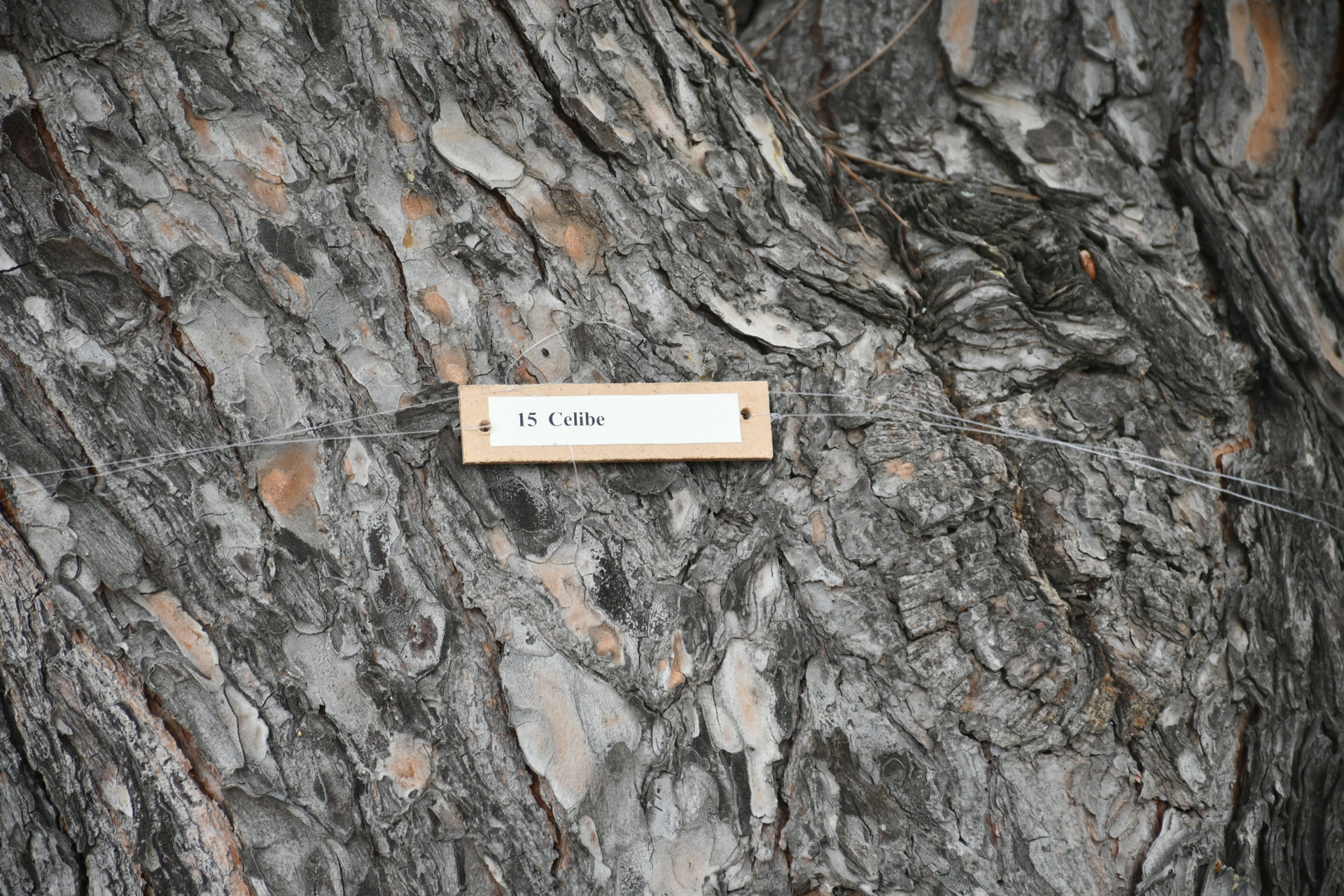 Salvatore Garau Maccab