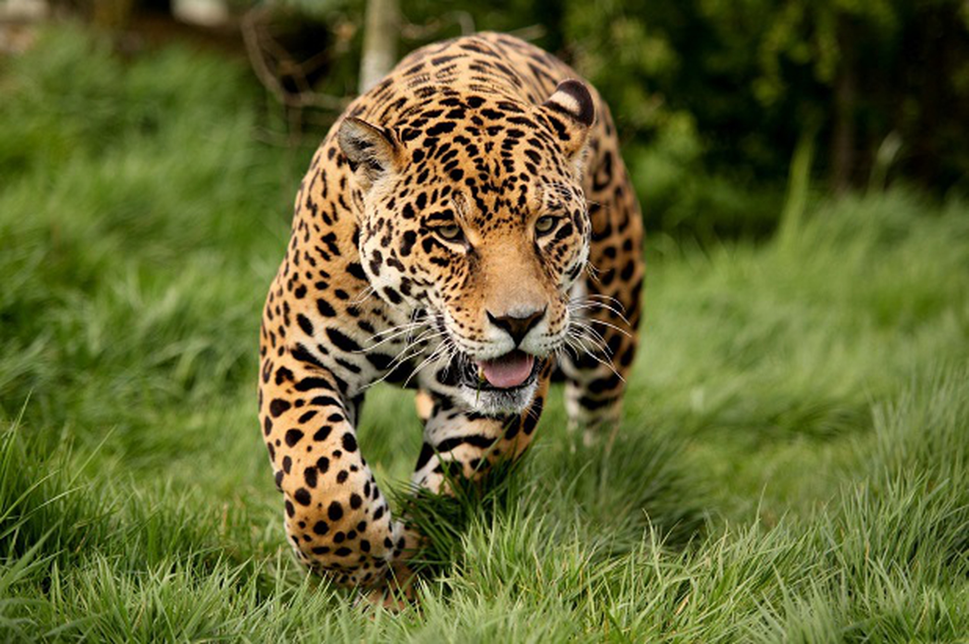 leopardo_1