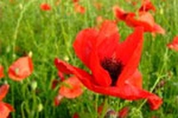 Maggio e giugno: raccolta di fiori