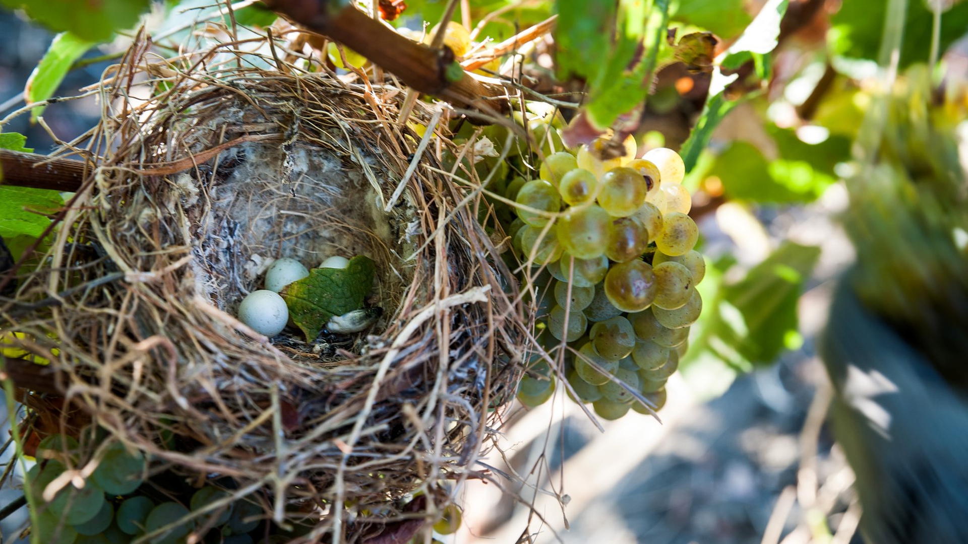 Nido tra i vigneti