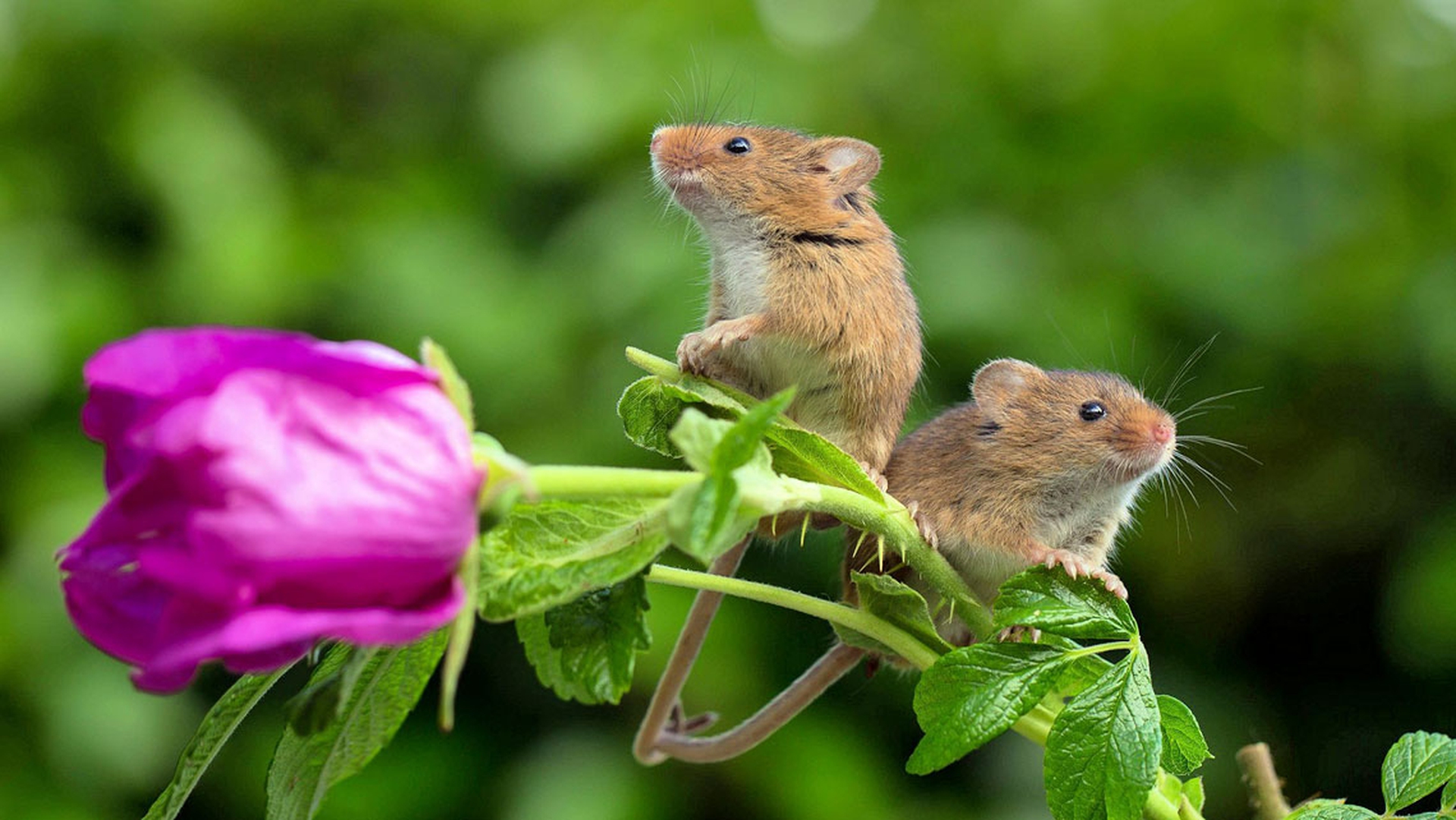 topolini-san-valentino_1