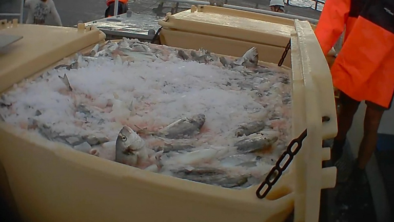 L’indagine di Essere Animali negli allevamenti ittici