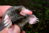 Il Mekong non smette di stupire, scoperte 115 nuove specie