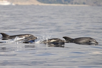 Santuario dei cetacei, raddoppiano gli avvistamenti