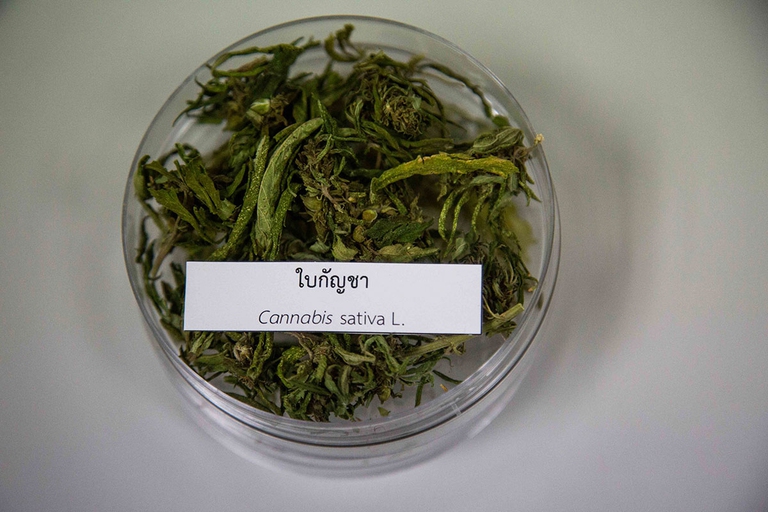 canapa cannabis marijuana