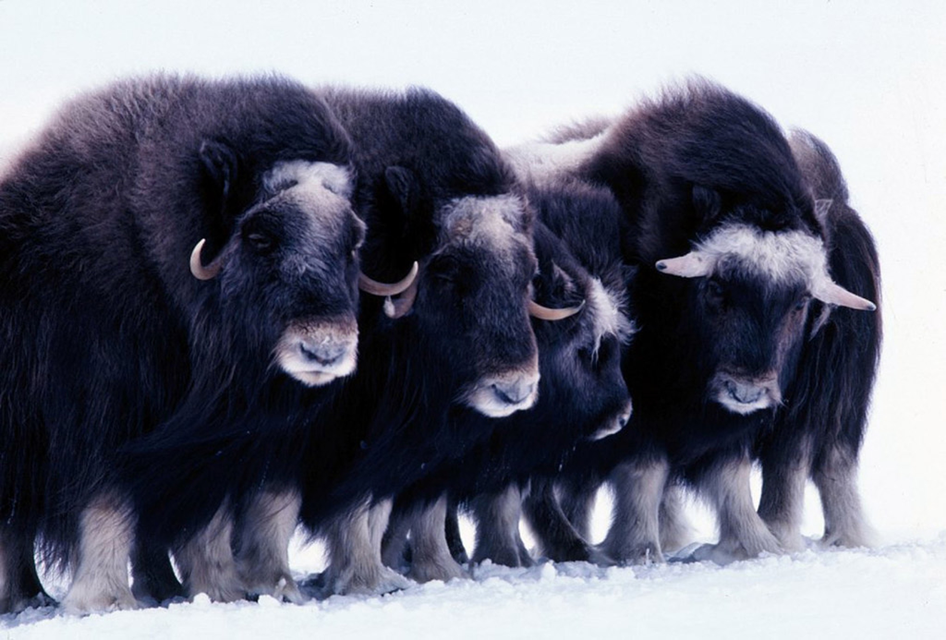 Arctic national wildlife refuge