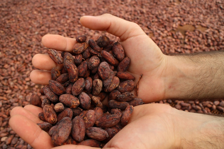 Dalla coca al cacao. Il caso (di successo) del Perù