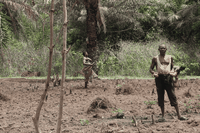 Dentro la Sierra Leone, tra ricchezza naturale e deforestazione