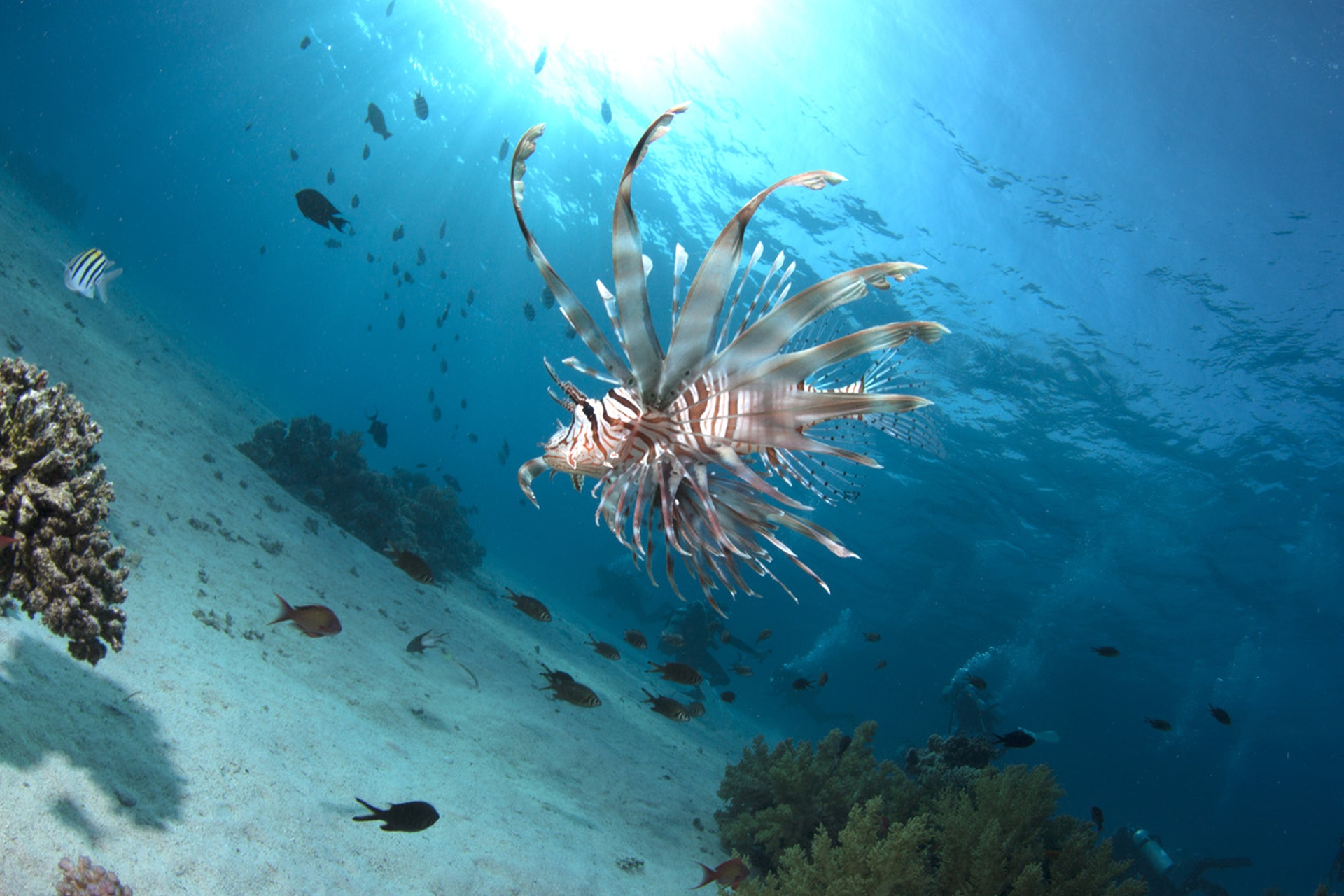 Pterois volitans