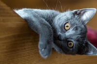 Il certosino, un gatto di origini antiche dal mantello argentato