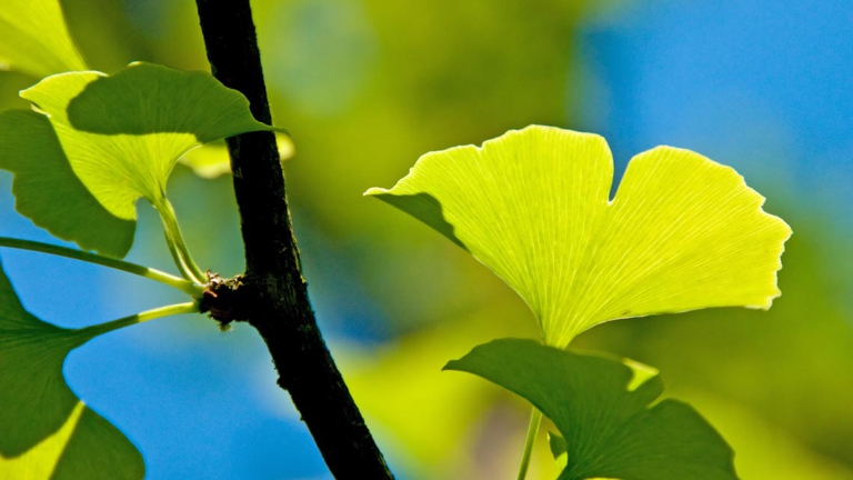 Le foglie del ginkgo bibola conentegono glucosidi flavonoidi, ginkolidi, terpeni, olio essenziale e resine. ©Ingimage