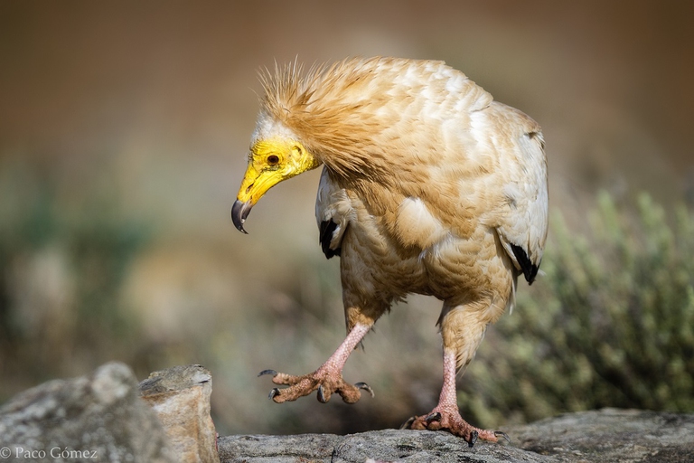 Capovaccaio nel suo habitat