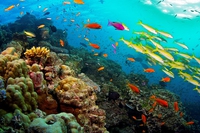Coralli sotto tutela per proteggerli dal riscaldamento degli oceani