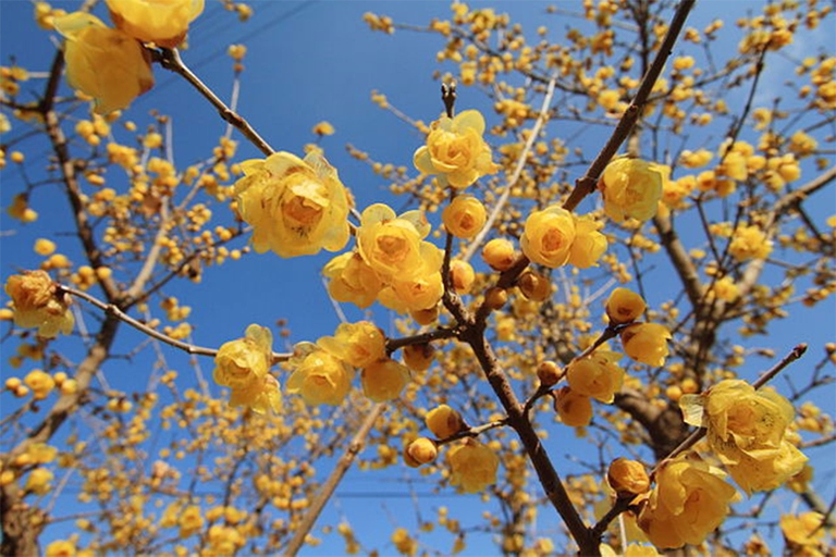 fiori invernali di calicanto