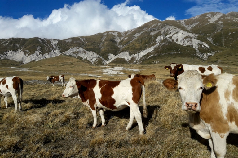 Le mandrie a Campo Imperatore pascolano libere, secondo metodi estensivi. Foto Rudi Bressa