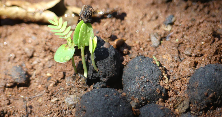 seedballs, kenya