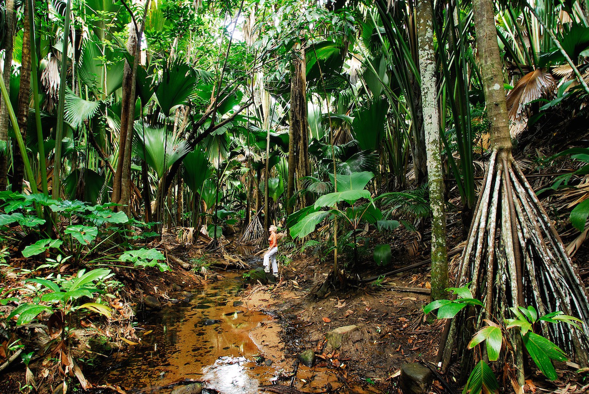 Foreste preistoriche alle Seychelles