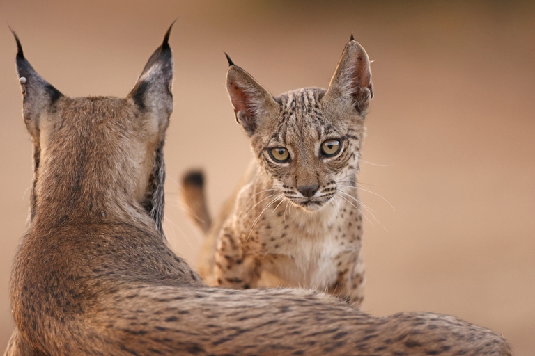 L’incoraggiante ritorno della lince iberica