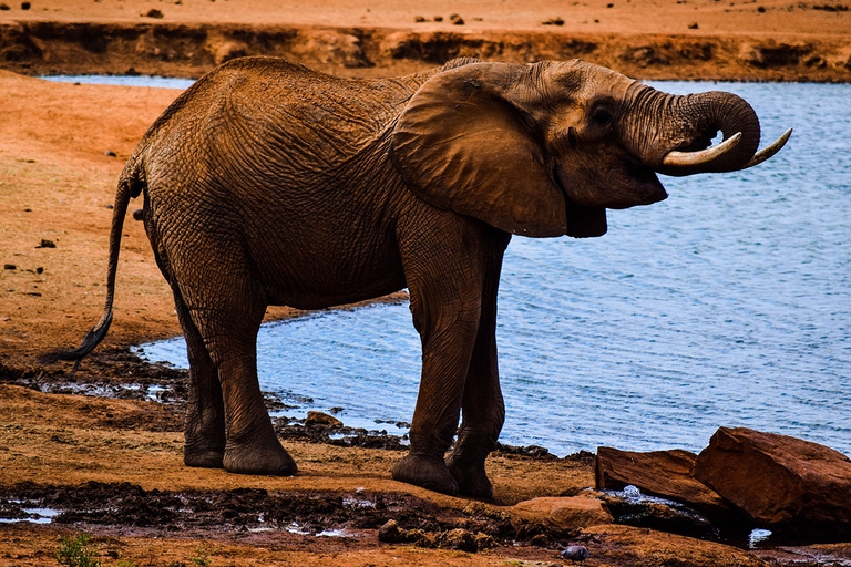 elephant, water