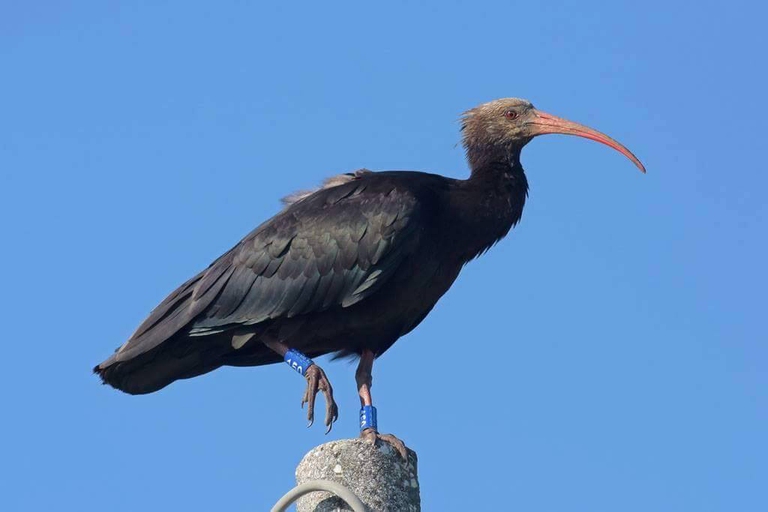 ibis eremita
