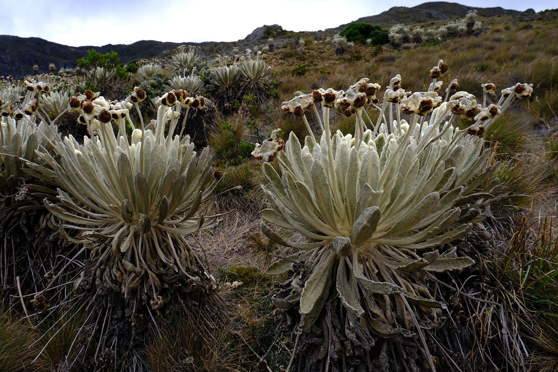 Espeletia plants