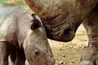 Animali in via d’estinzione. Le specie da non perdere