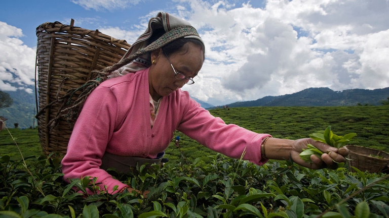 India organic tea plantation sikkim himalayas