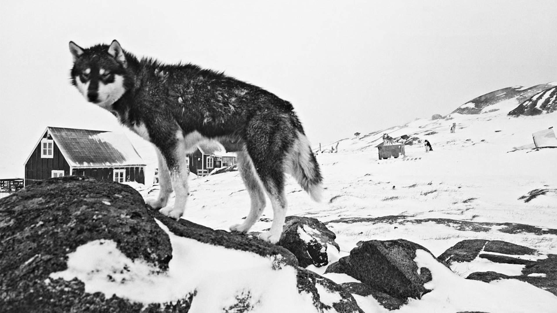 Pictures of the exhibition Artico, ultima frontiera