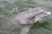Mattanza di delfini nella baia di Taiji, attivisti sfidano il Giappone sfruttando un cavillo