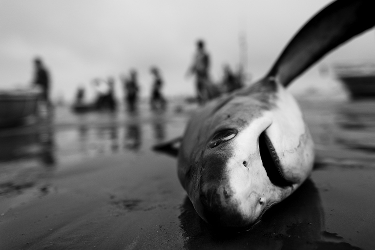 Squalo vittima di overfishing