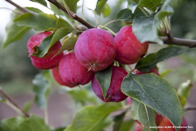 Mele Sieversii di colore fucsia (foto di Catherine Peix)