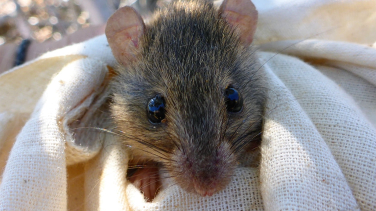 A-melomys-from-the-Torres-Strait-which-gives-an-idea-of-the-size-of-Bramble-Cay-melomys