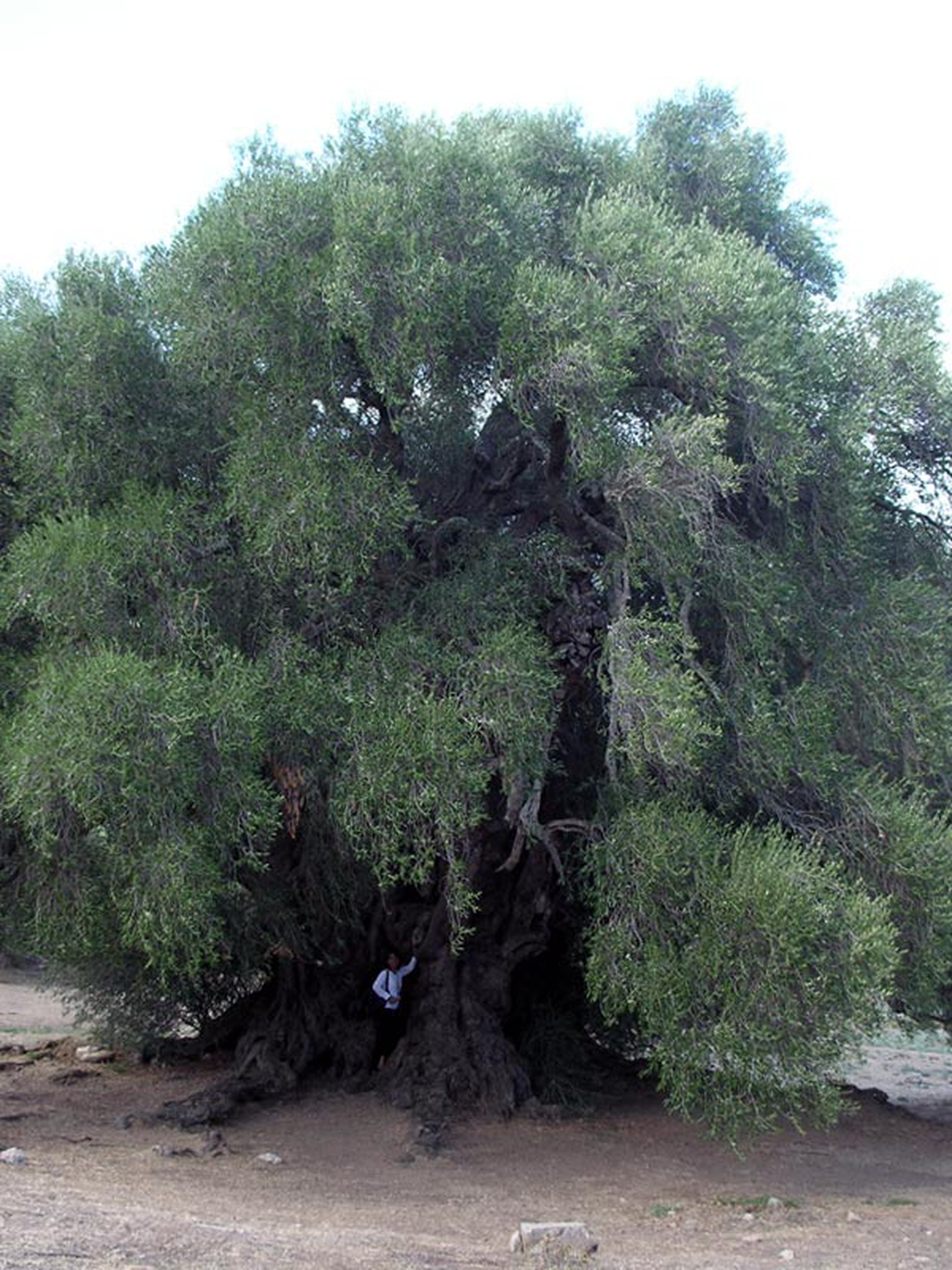 10 maestosi alberi monumentali da andare a trovare