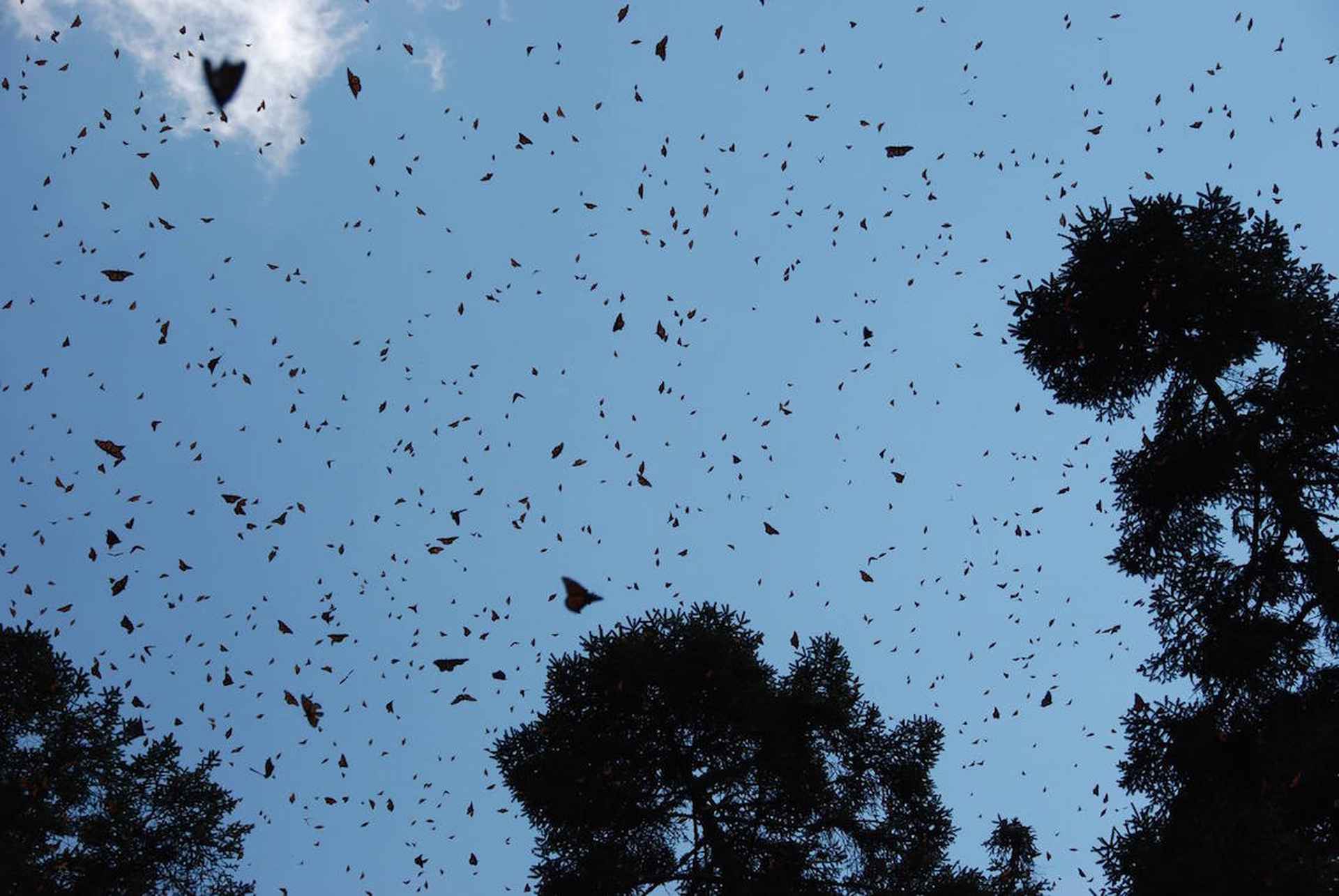 La popolazione di farfalle monarca cresce del 200% nella riserva El Rosario in Messico